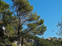 E, Mallorca, Alaro, Castel d Alaro 3, Saxifraga-Hans Dekker